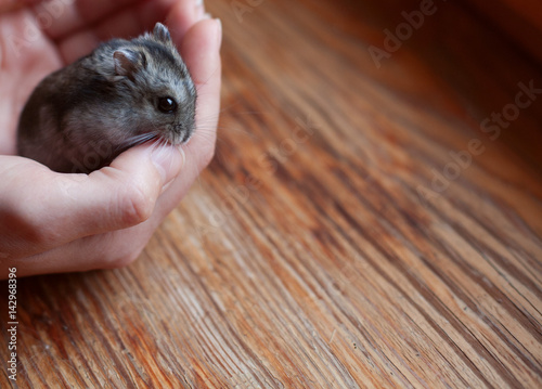 Jungar hamster in the hands