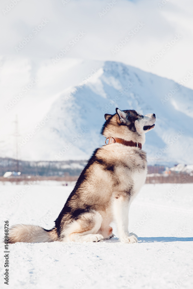 Alaskan Malamute, walks on the street and frolics in the sun in the snow in the winter against the backdrop of the mountains, sunlight flare. outdoor. Alaskan Malamute, walks on the street and frolics in the sun in the snow in the winter against the backdrop of the mountains, sunlight flare. outdoor.