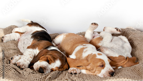 Fototapeta Naklejka Na Ścianę i Meble -  Three Basset hound puppies sleeping together