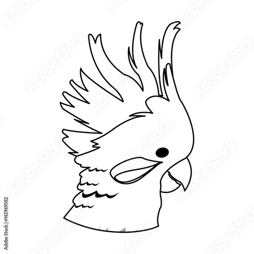 cockatoo bird icon over white background. vector illustration