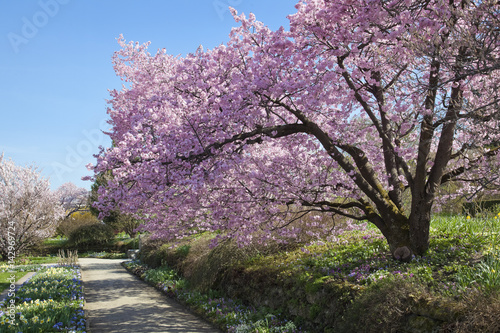 Fototapeta Naklejka Na Ścianę i Meble -  Kirschblüte im Park