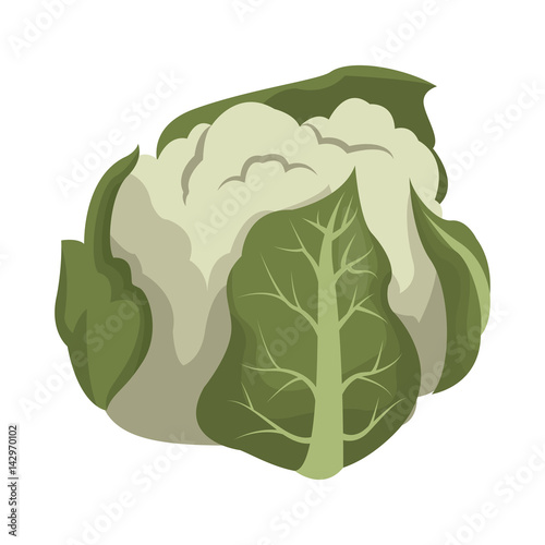 cauliflower vegetable icon over white background. colorful design. vector illustration