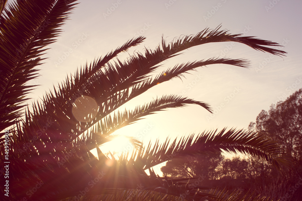 Palm branches or palm leaves at sunset. Vintage retro artistic blury edit.