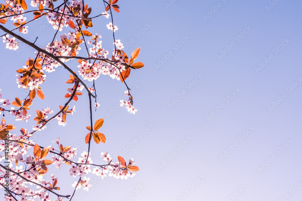 Spring tree branch in blossom, or cherry blossom. Artistic retro vintage edit background with copy space for text. Spring tree branch in blossom, or cherry blossom. Artistic retro vintage edit background with copy space for text.