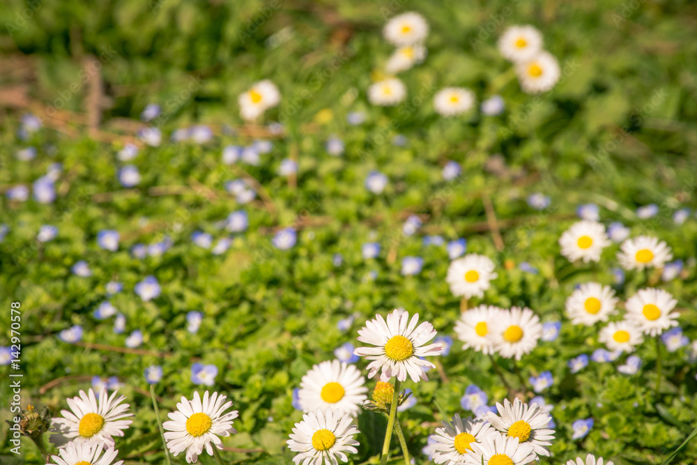 Beautiful spring daisies in a green grass lawn. Artistic retro edit with selective focus. Beautiful spring daisies in a green grass lawn. Artistic retro edit with selective focus.