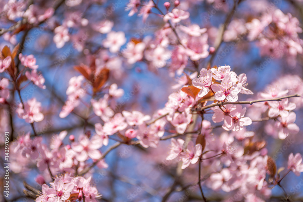 Spring tree branch in blossom, or cherry blossom. Artistic retro vintage edit background with selective focus and copy space for text. Spring tree branch in blossom, or cherry blossom. Artistic retro vintage edit background with selective focus and copy space for text.