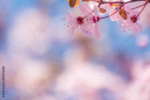 Spring tree branch in blossom, or cherry blossom. Artistic retro vintage blurry background with copy space for text.