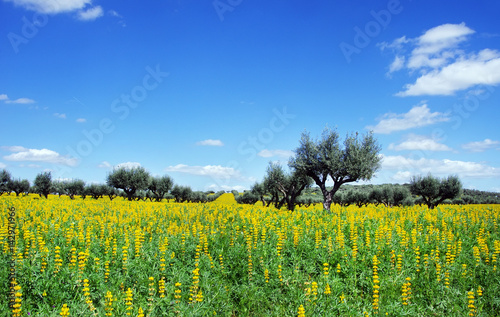 Olives tree in yellow field at soutt region of Portugal