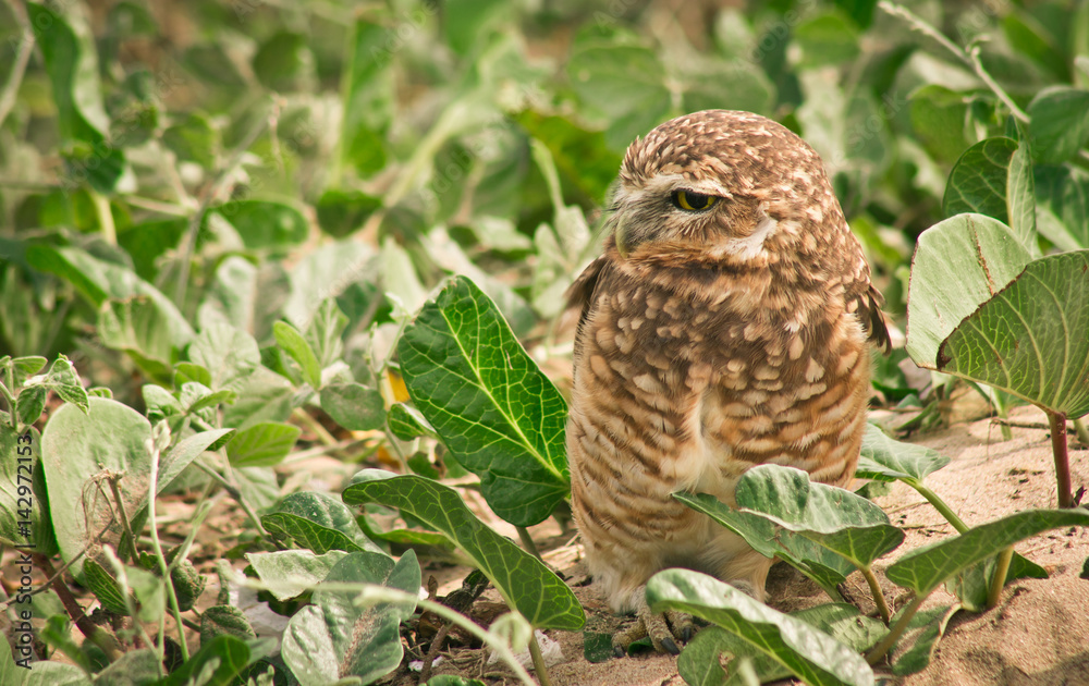 Fototapeta premium Side view of brown burrowing owl standing on sand against green vegetation