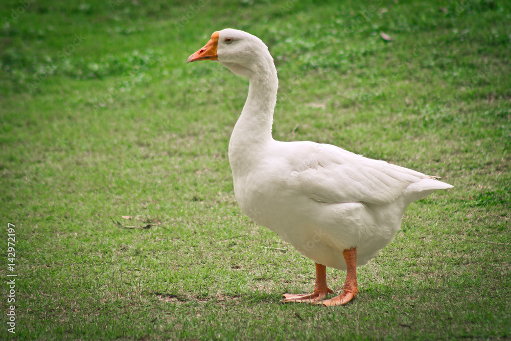 side view of white goose standing on green grass side view of white goose standing on green grass