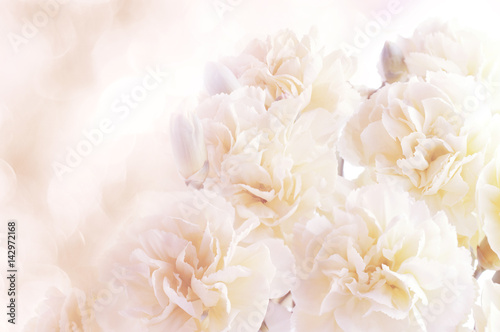 floral background of carnations