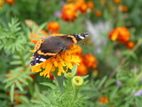 Butterfly monarch collects nectar from marigolds. Background for computer or mobile with beautiful butterfly on yellow colors. The butterfly opened its wings.