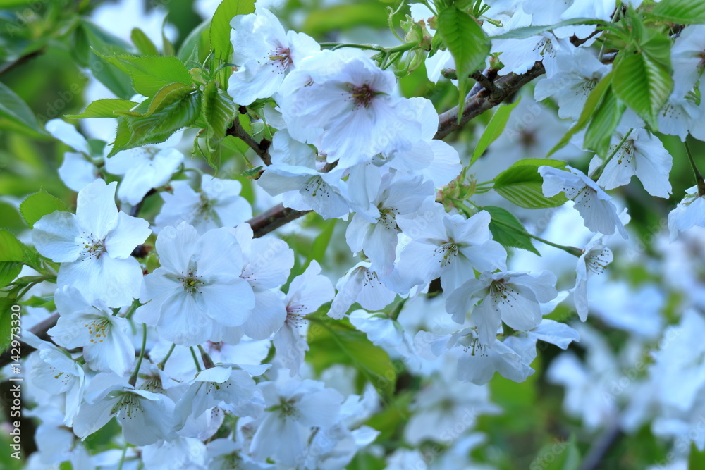 大島桜