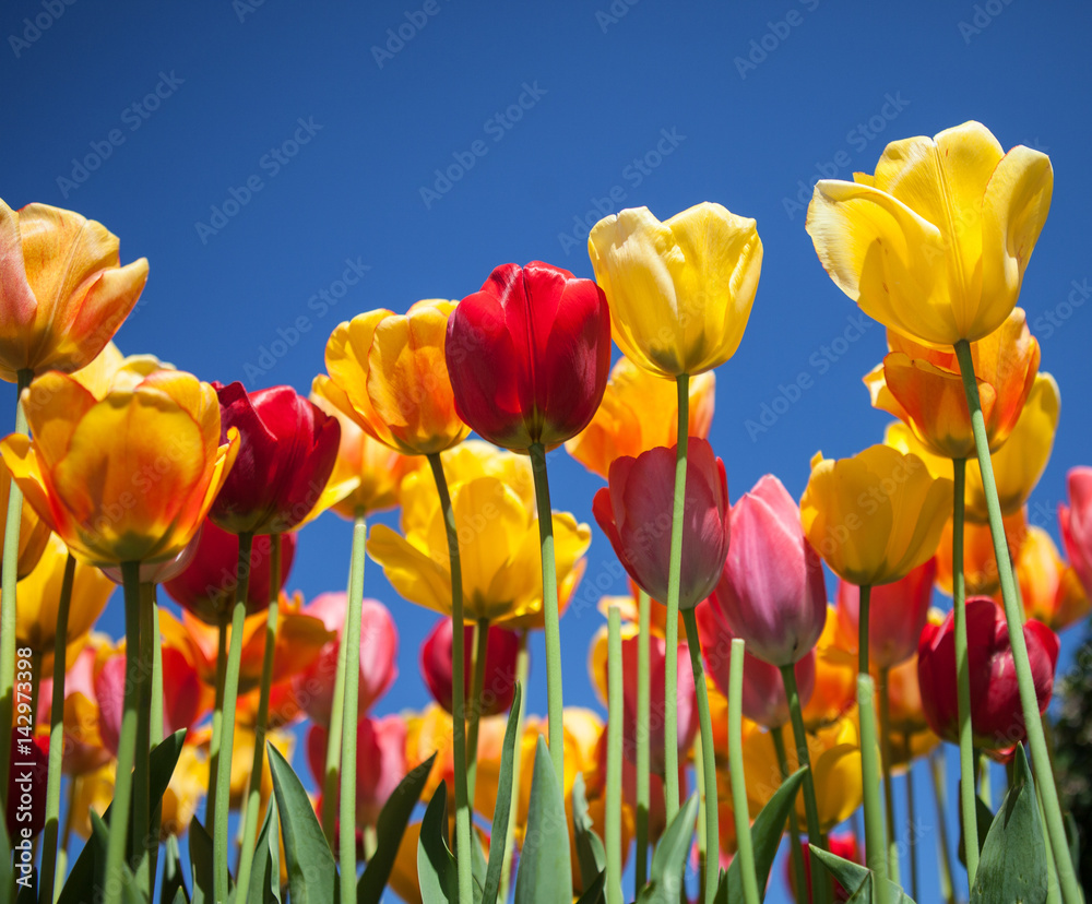 Fototapeta premium Tulips