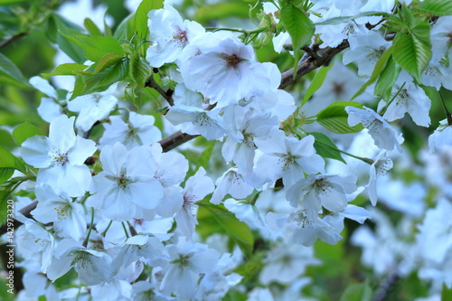 Obraz na płótnie 大島桜 w salonie