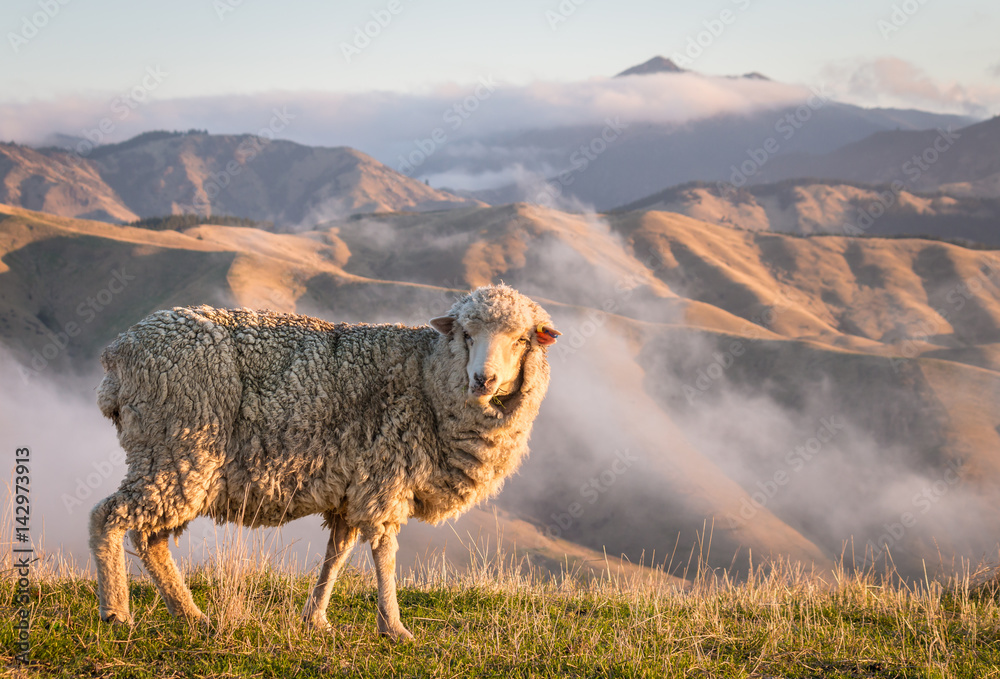 Naklejka premium closeup of grazing merino sheep with mountains at sunset 