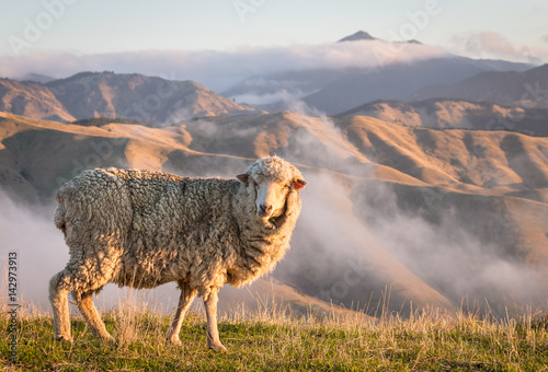 closeup of grazing merino sheep with mountains at sunset  photo