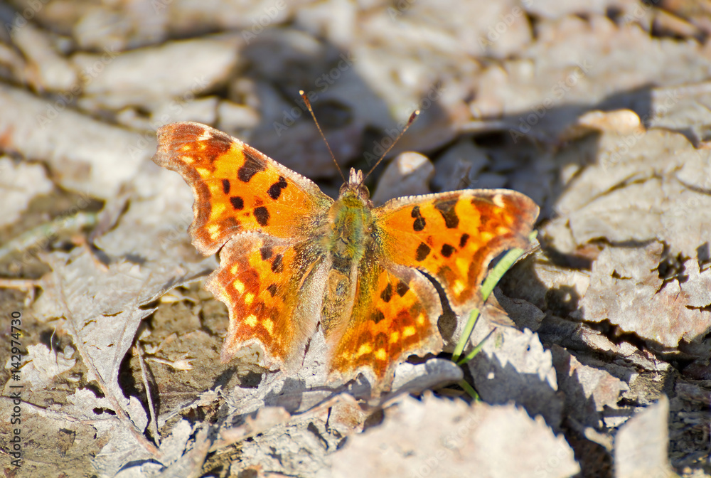 Schmetterling Polygonia c-album Schmetterling Polygonia c-album