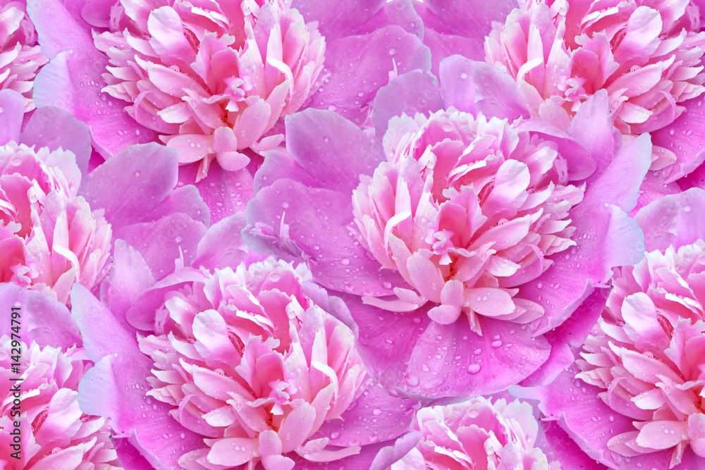 Bright colorful flowers peonies Bright colorful flowers peonies