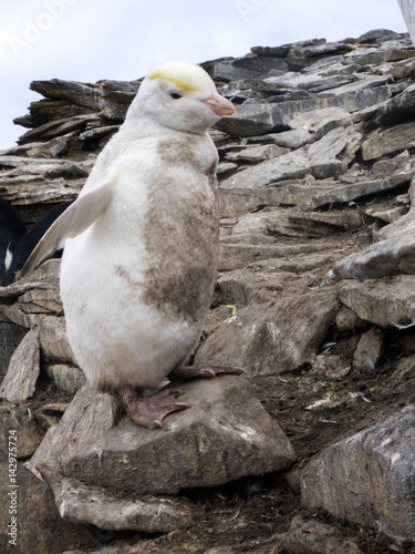 great rarity white, Rockhopper Penguin, Eudyptes chrysocome, Sea Lion Island, Falkland Islands / Malvinas