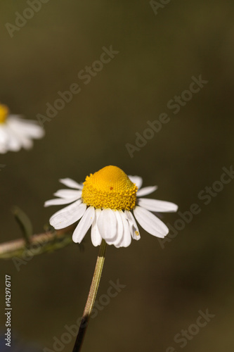 Chamomile flower herb called Matricaria recutita photo