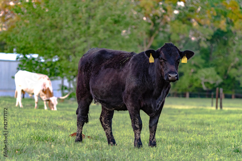 Angus cow in green pasture - horizontal