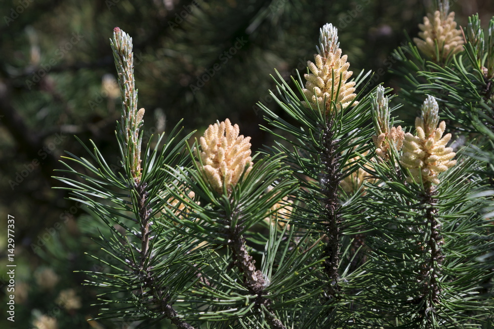 Blossoming fir-tree in forest Blossoming fir-tree in forest
