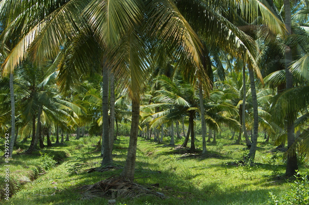 Kokospalmen auf Sri Lanka
