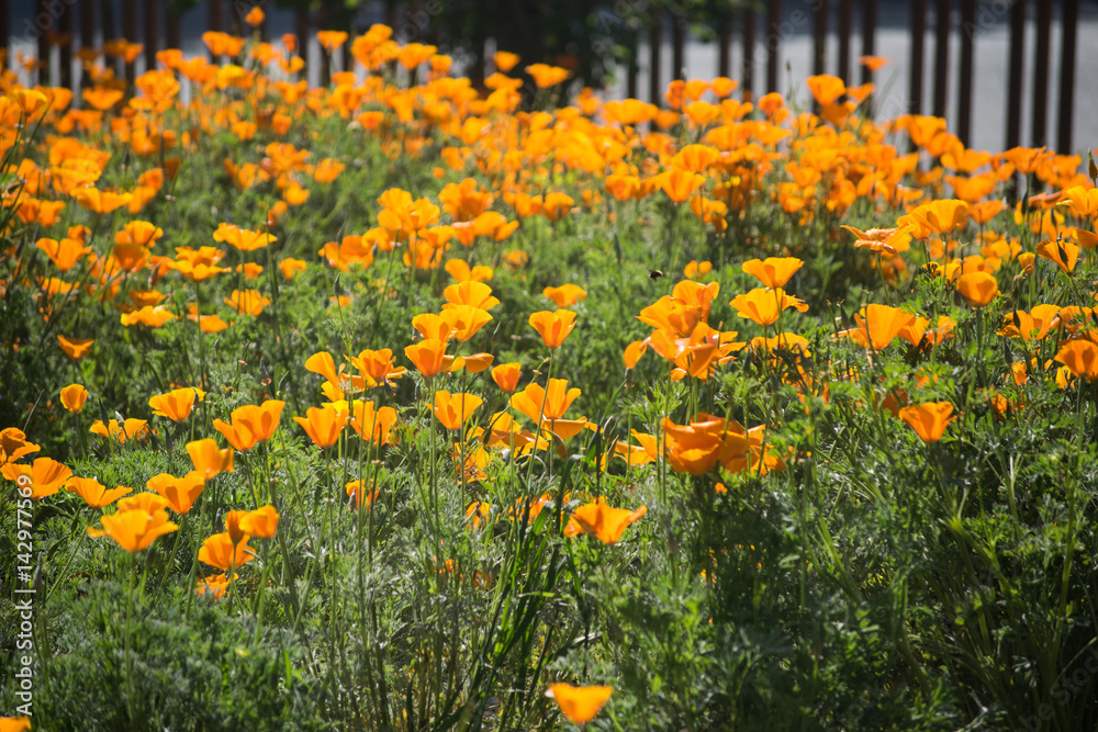 Fototapeta premium California Poppies