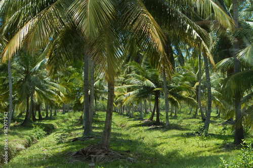 Kokospalmen auf Sri Lanka  
