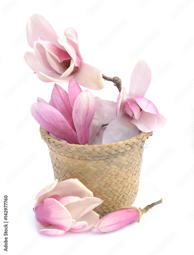 Fototapeta premium magnolia
