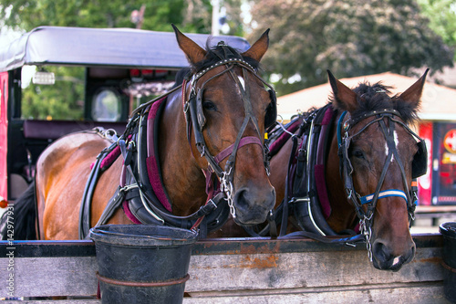 Foto CArriage horses