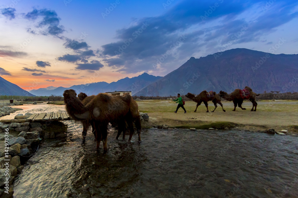 Camel in Nubra Valley, Ladakh, India