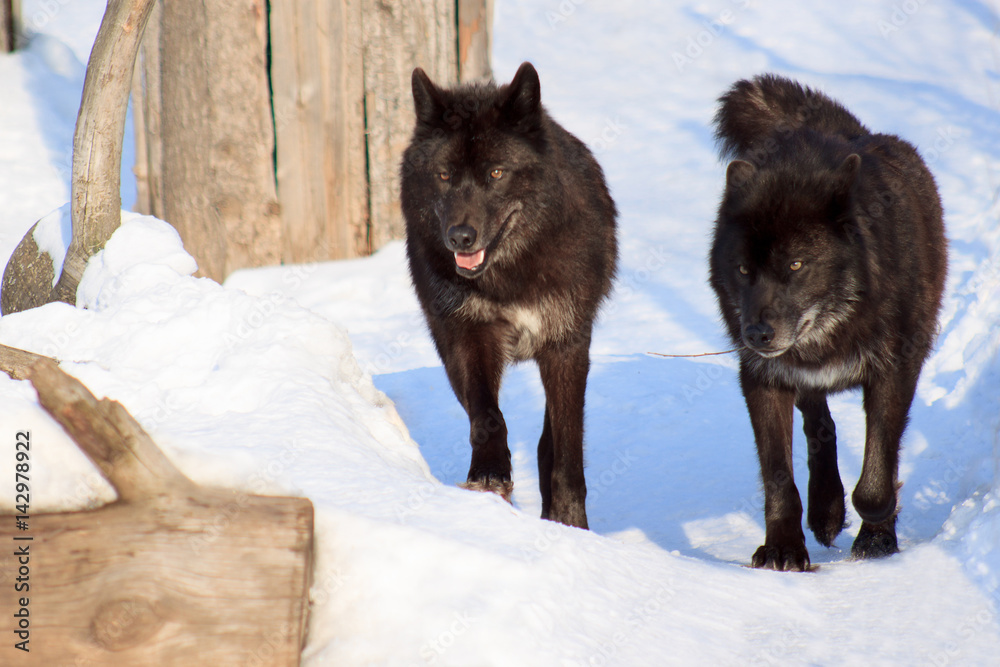 Naklejka premium wo black canadian wolves on a morning walk.