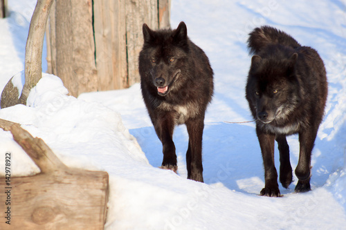 wo black canadian wolves on a morning walk.