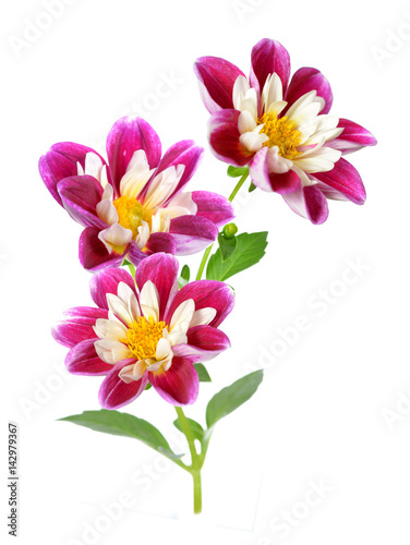pink chrysanthemum dahlia © anphotos99