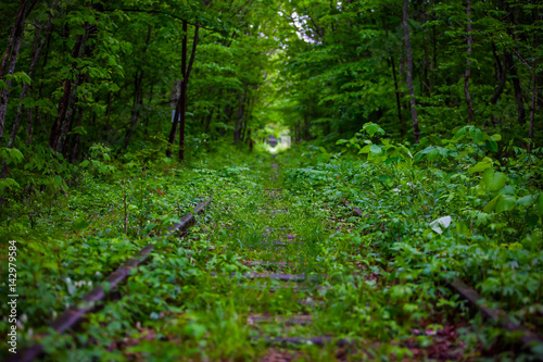 Railroad in the wood