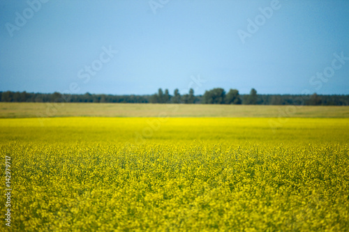 Yellow flowers meadows