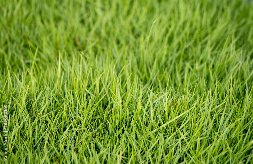 Closed up of green grass field background Closed up of green grass field background