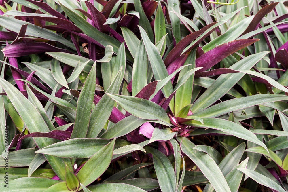 Obraz premium tradescantia spathacea plant in nature garden