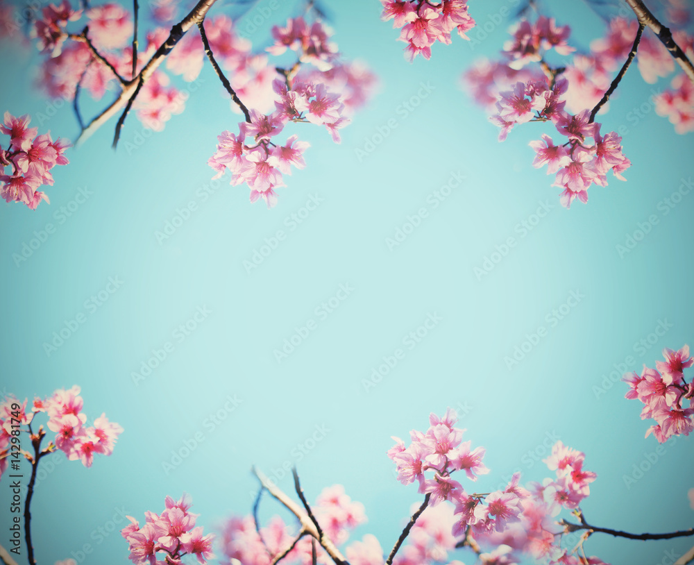Pink cherry blossoms flower in full bloom over blue sky, vintage filter effect.