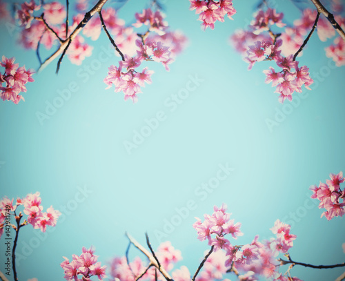 Pink cherry blossoms flower in full bloom over blue sky, vintage filter effect.