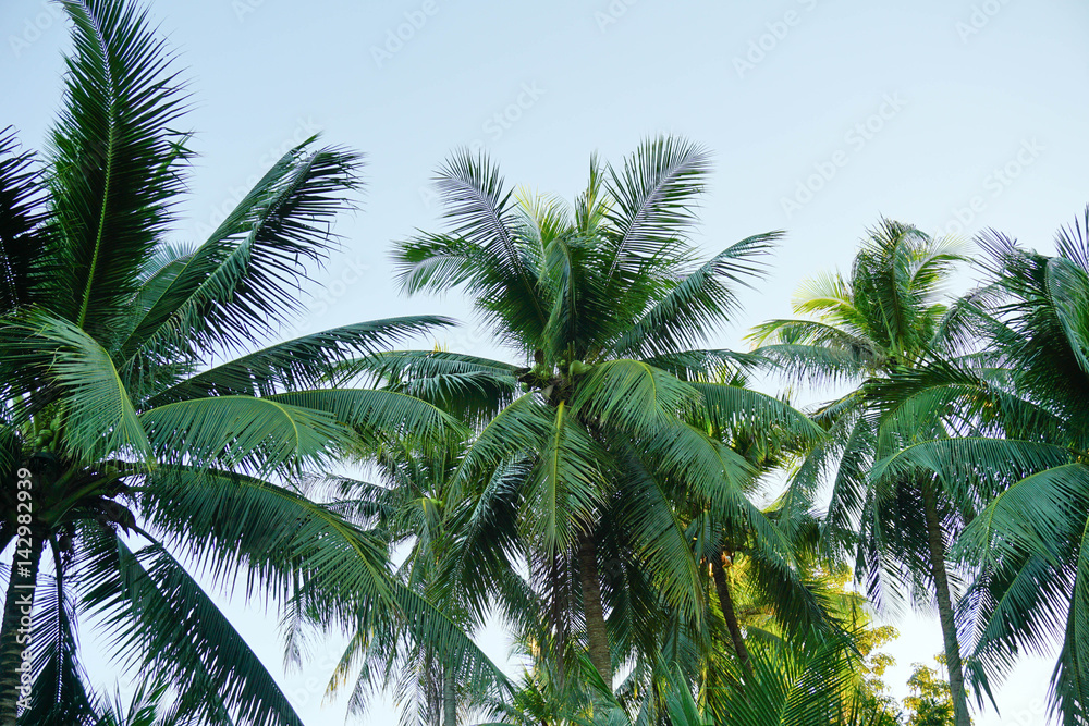 coconut tree coconut tree