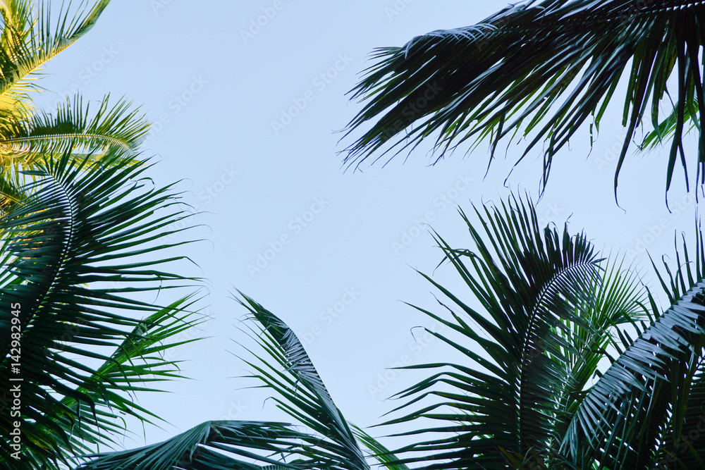 Coconut leaf background for add your text.. Coconut leaf background for add your text..