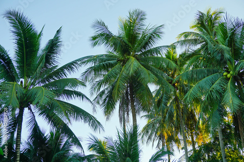 coconut tree