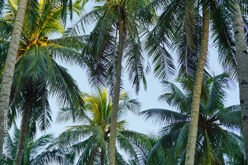 Coconut tree is a tall green tree brown.