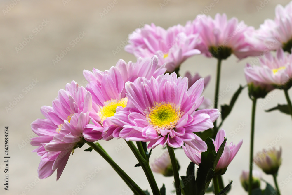Obraz premium Close up of Purple chrysanthemum flower