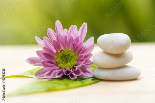 Soft focus of Pink Chrysanthemum flower.