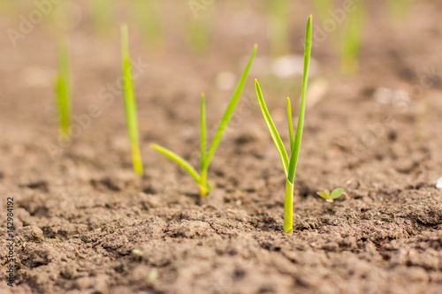 Agriculture. Growing plants. Young baby plants
