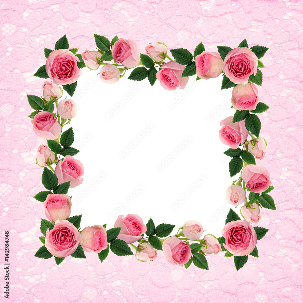 Pink rose flowers and buds frame and lace